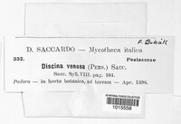 Disciotis venosa image